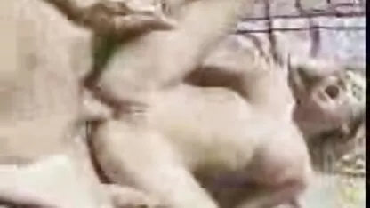מאמן פיסטינג xxx חיות רקדנים אנאליים בסטודיו לריקוד